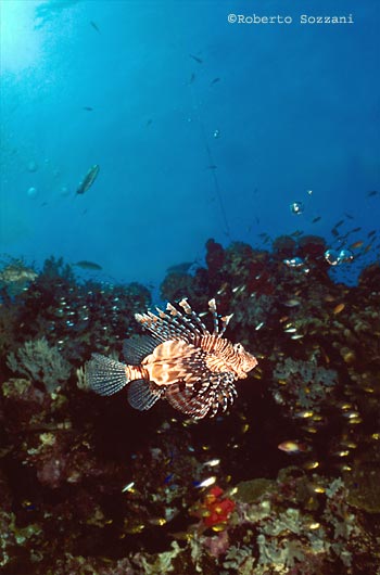 Pterois miles