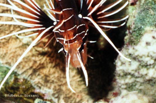 Pterois radiata