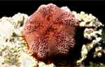 Sea Urchin (43k)