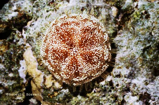Asthenosoma varium