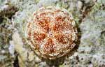 Sea Urchin (47k)