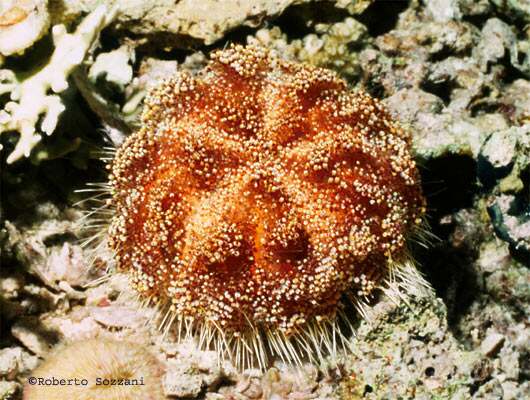 Asthenosoma varium