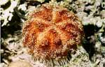 Sea urchin (52k)