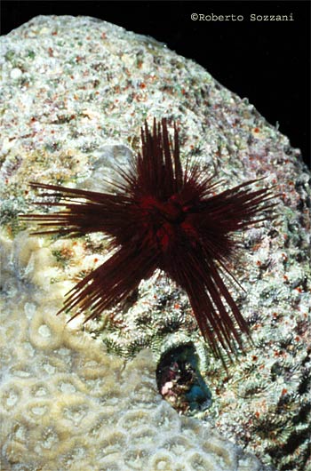 Riccio di mare - Sea Urchin