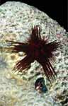 Sea Urchin (50k)