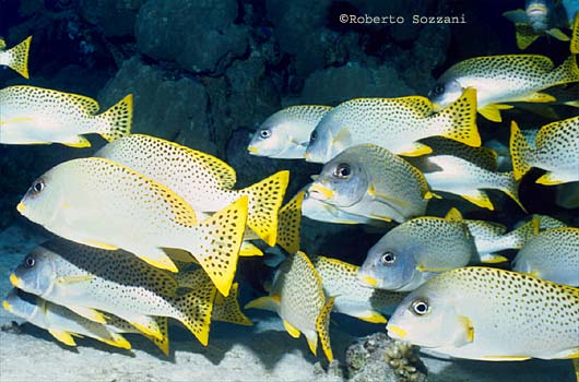 Plectorhinchus gaterinus