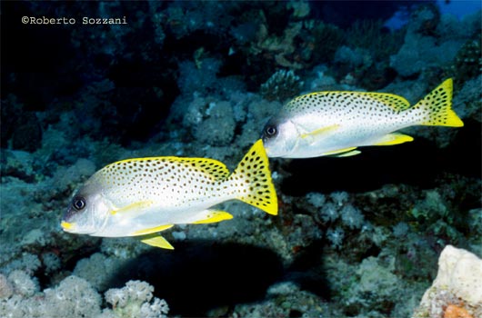 Plectorhinchus gaterinus