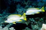 Blackspotted Sweetlips (38k)