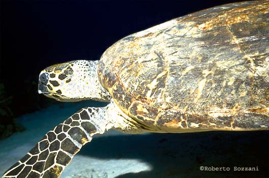 Chelonia mydas