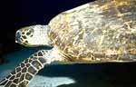 Green Turtle (39k)