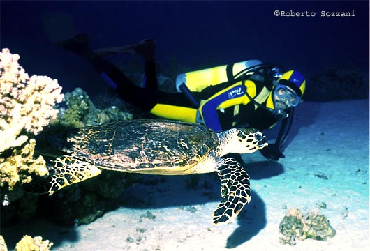 Chelonia mydas
