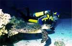 Green Turtle (43k)