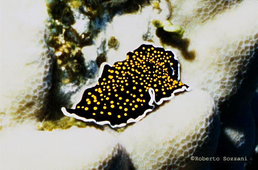 Thysanozoon sp.