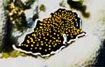 Polyclad flatworm (40k)