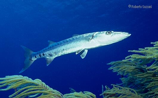 Sphyraena barracuda