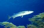 Barracuda (25k)