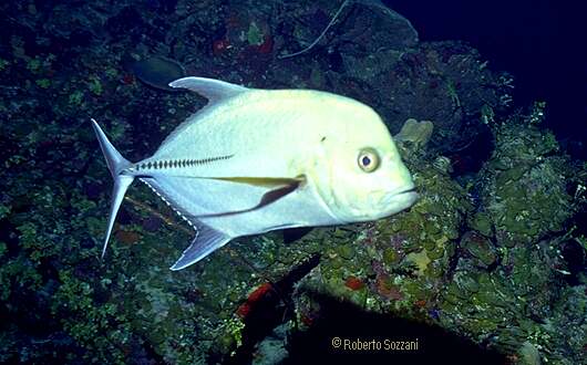 Caranx lugubris