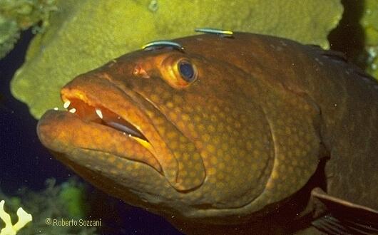 Mycteroperca tigris