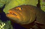 Tiger Grouper (26k)