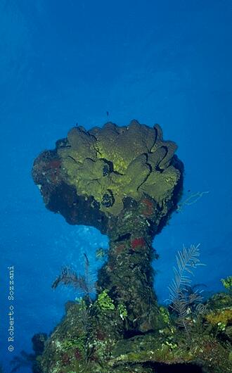 An odd-shaped coral block