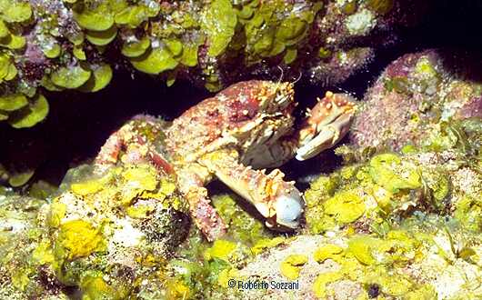 Mithrax spinosissimus