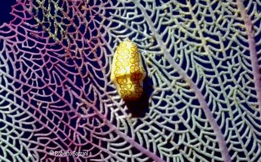 Cyphoma gibbosum