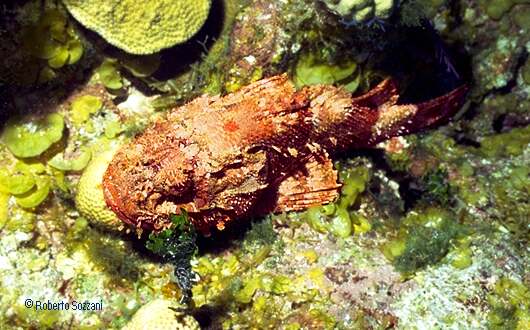 Scorpaena plumieri