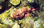 Spotted Scorpionfish (44k)