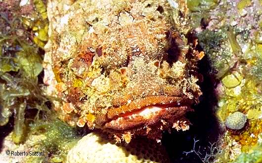 Scorpaena plumieri