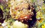 Spotted Scorpionfish (42k)