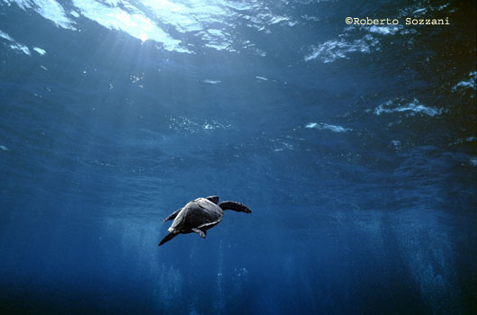 Green Turtle, Testuggine, Tartaruga verde, Chelonia mydas