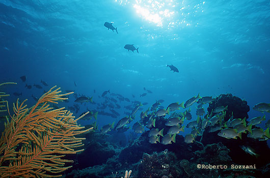 Panorama subacqueo - Underwater landscape