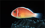 Pink Anemonefish