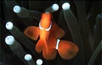 Spinecheek Anemonefish