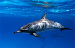 Spinner Dolphin