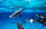 Spinner Dolphin