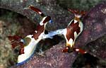 Nembrotha rutilans