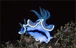 Chromodoris willani