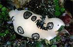 Jorunna funebris
