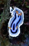 Chromodoris lochi