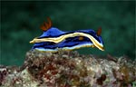 Chromodoris annae