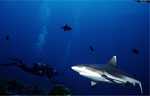 Grey Reef Shark