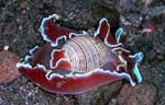 Bubbleshell