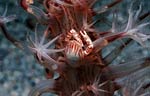 Crab