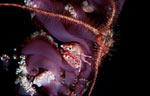 Crab