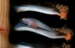 Goby