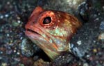 Jawfish