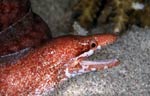 Moray Eel