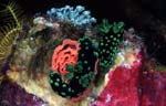 Nembrotha cristata