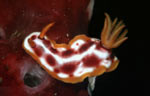 Hypselodoris purpureomaculosa